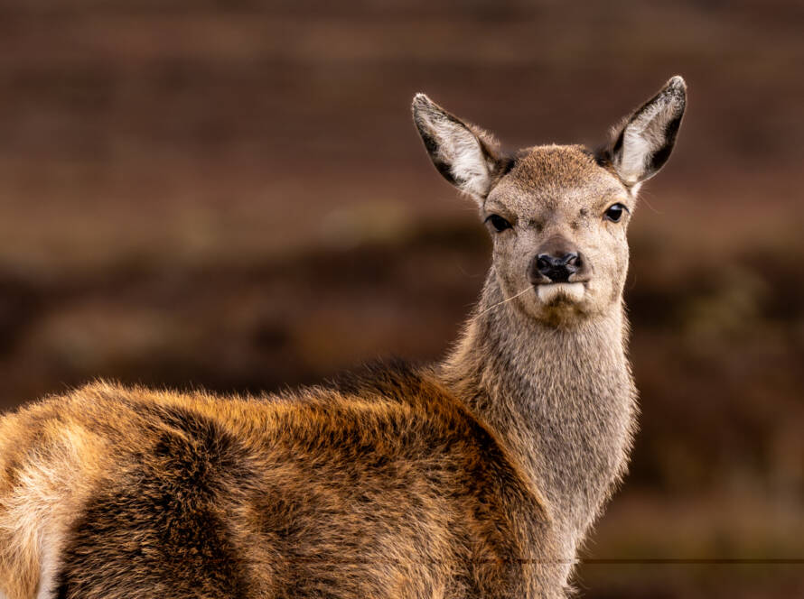 Dear Count - Photo of Red Deer
