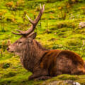Transforming Deer Counts and Wildlife Management for Estates
