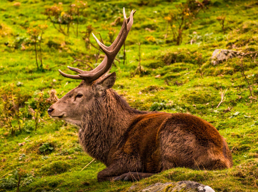 Red deer stag in the highlands of Scotland