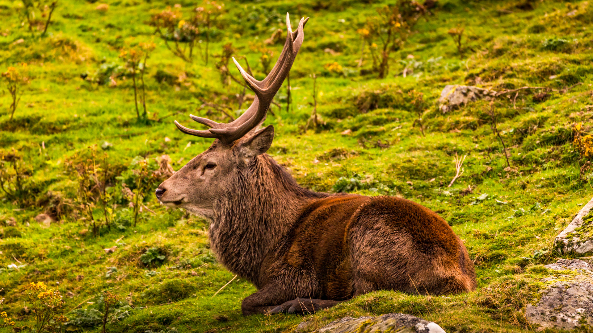 Red deer stag in the highlands of Scotland
