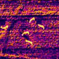 Smarter Deer Management with Drone-Based Thermal Surveys