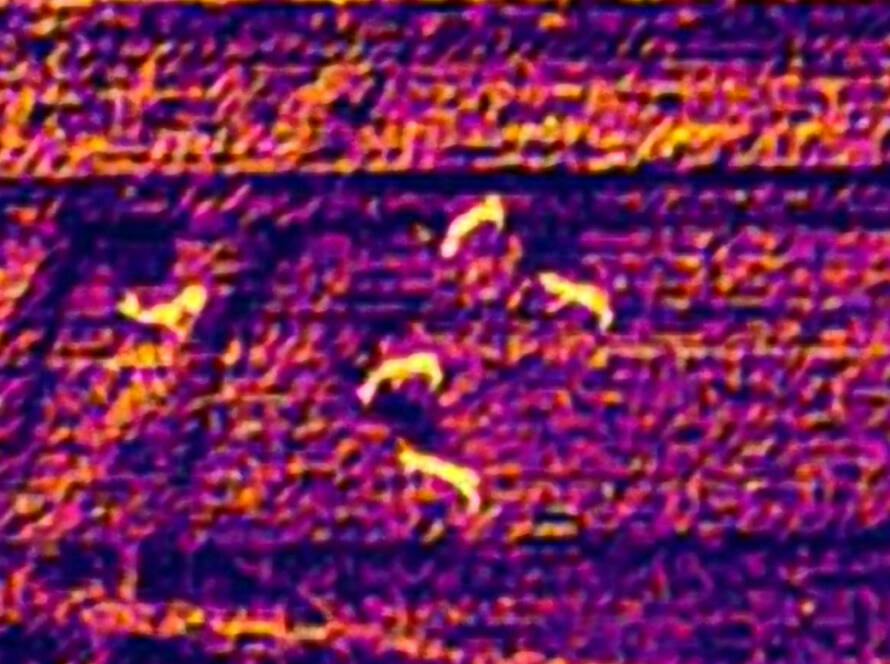 IR Image of group of deer