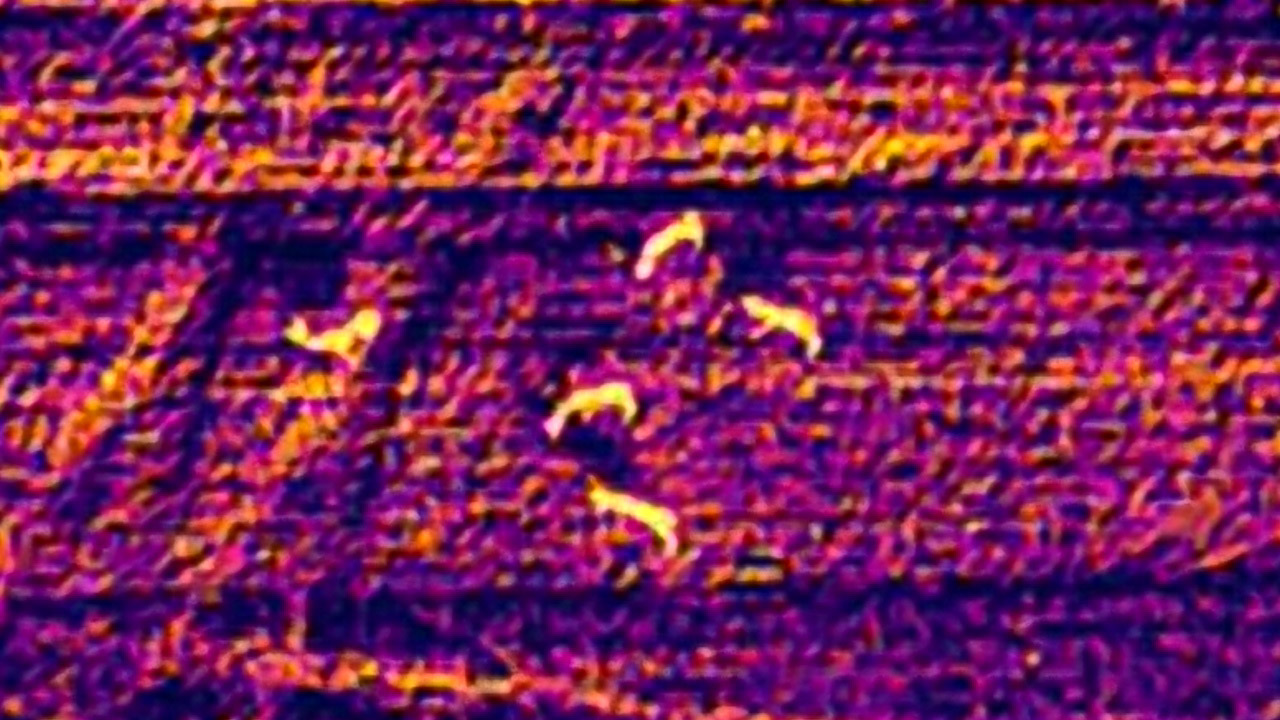 IR Image of group of deer