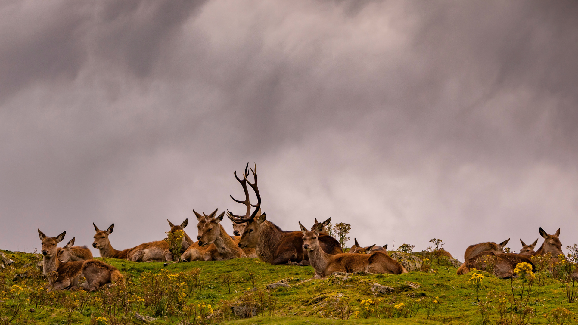 Wildlife