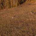 Precision Deer Census with Thermal Drones: Low‑Disturbance Counts for Confident Wildlife Management