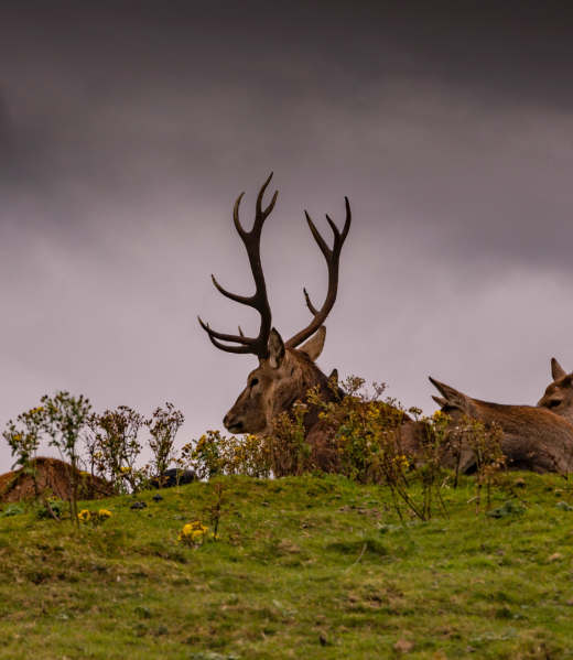 PB Aerial wildlife photography
